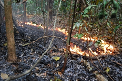 Epicentro das principais secas e incÃªndios na AmazÃ´nia causou 2,5 bilhÃµes de Ãrv