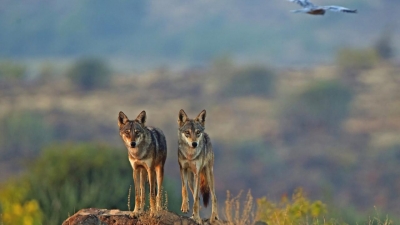 Lobo indiano está entre os mais ameaçados e distintos do mundo