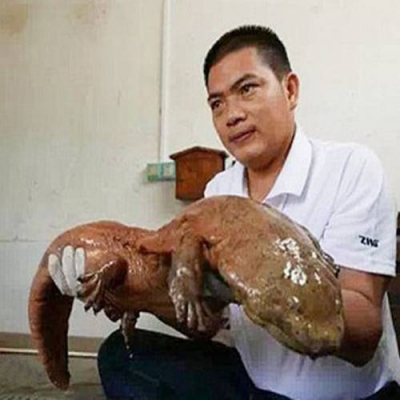 Salamandra-Gigante da China: O Maior Anfíbio do Mundo 