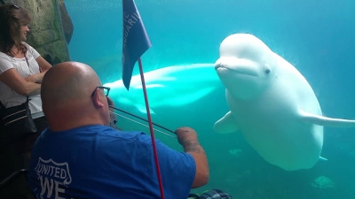 Beluga se encanta com violinista em aquÃ¡rio