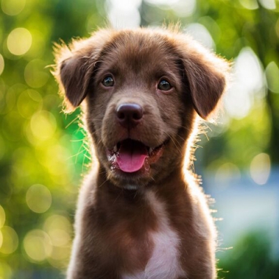 Animais podem ter autismo?