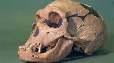 Uma capacidade curiosa diferenciou o Homo sapiens dos neandertais