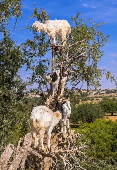 Cabras sobem em tudo, tudo mesmo...