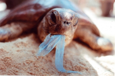 ï»¿Triplica nÃºmero de tartarugas mortas anualmente por lixo nos LenÃ§Ã³is Maranhense