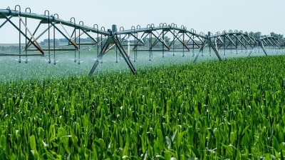 A diversidade de plantas melhora a retenção de carbono no solo