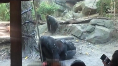 Macacos praticam sexo oral em zoolÃ³gico de Nova York