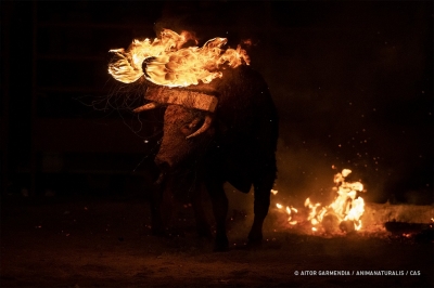 Boas notícias: o cruel festival do “touro de fogo” deste ano na Espanha foi canc