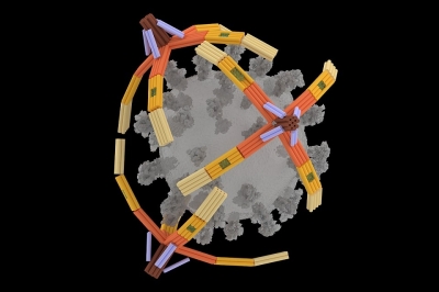 Nanorobô com ‘mão’ de DNA captura vírus para diagnóstico